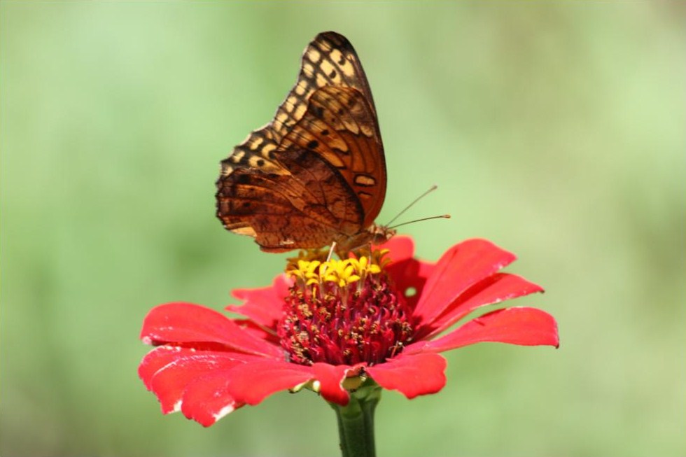 papillonnicaragua